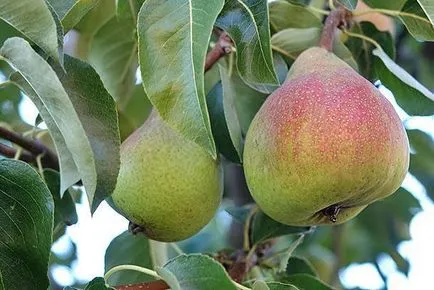 Вирощування і догляд за фруктовими деревами (вирощування плодових дерев) Вирощування і догляд за фруктовими деревами