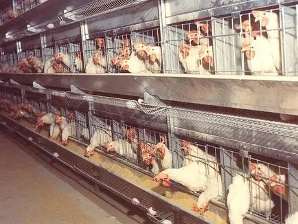 Вирощування бройлерів на птахофабриці - зміст і годування (бройлерів) Вирощування бройлерів на птахофабриці - зміст і годування