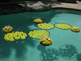 Водні процедури весілля біля басейну
