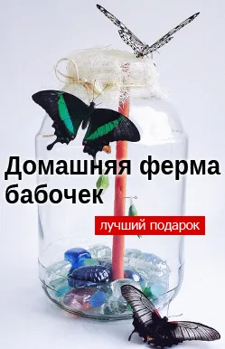 Питання і відповіді про метеликів (як годувати метелика) Питання і відповіді про метеликів