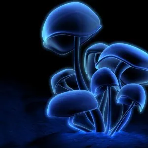 Чарівні гриби »можуть змінювати риси характеру (чарівні) Чарівні гриби »можуть змінювати риси характеру