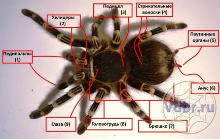 Зовнішня будова павуків птахоїдів, педіпальпи, хіліцери, педіпальпи павука, павуки птахоїди (acanthoscurria geniculata) Зовнішня будова павуків птахоїдів, педіпальпи, хіліцери, педіпальпи павука, павуки птахоїди