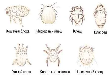 Волосоїдів, воші, кліщі, блохи в кішок (волосоїдів) Волосоїдів, воші, кліщі, блохи в кішок