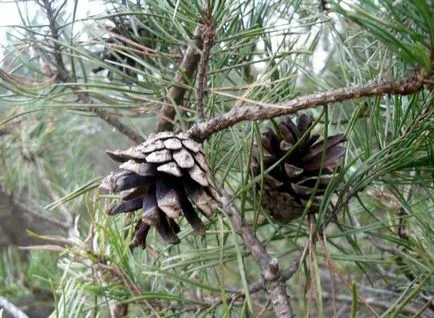 У ліс за шишками