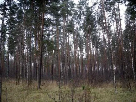 У ліс за шишками