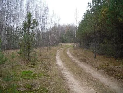 У ліс за шишками