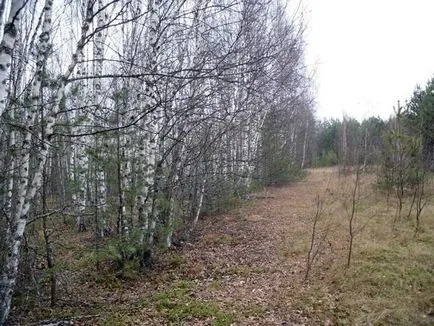 У ліс за шишками