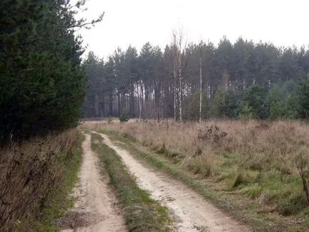 У ліс за шишками
