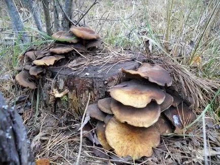 У ліс за шишками