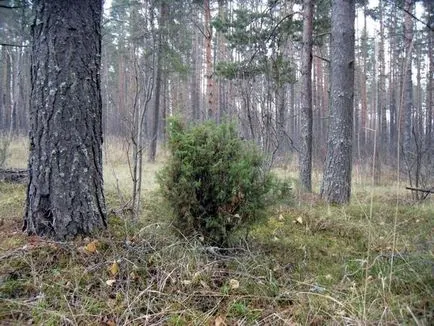У ліс за шишками