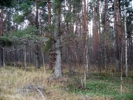У ліс за шишками