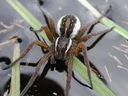 Водяний павук (argyroneta aquatica) павуки