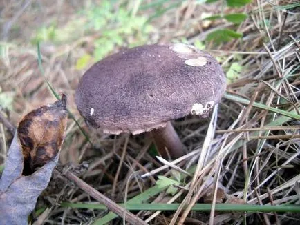 У ліс за шишками