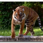 Все валиться з рук! Що робити, особистий блог Зої Єршова (валиться) Все валиться з рук! Що робити, особистий блог Зої Єршова