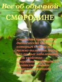 Все про звичайні огірках Новомосковскть онлайн (кулінарія) Все про звичайні огірках Новомосковскть онлайн