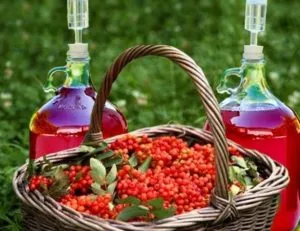 Шкода і користь червоної калини (калини) Шкода і користь червоної калини