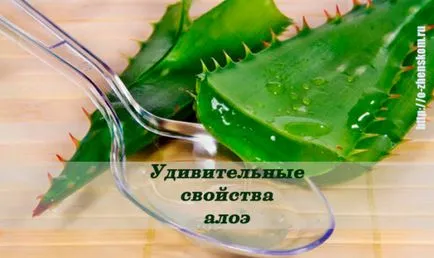 Ось чому алое має бути в кожному домі! (Свіжим соком алое) Ось чому алое має бути в кожному домі!