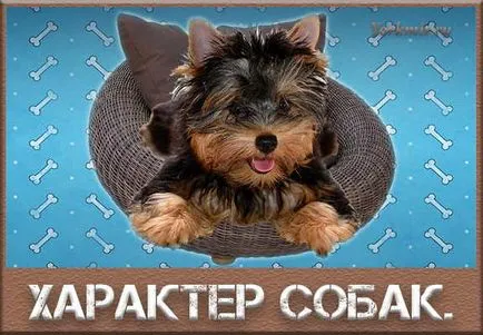 Характер собак, види характеру собак, дресирування (характер) Характер собак, види характеру собак, дресирування