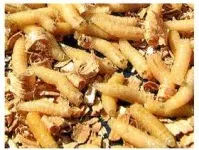 Ящик Пандори - лікування ран опаришами (опаришами) Ящик Пандори - лікування ран опаришами