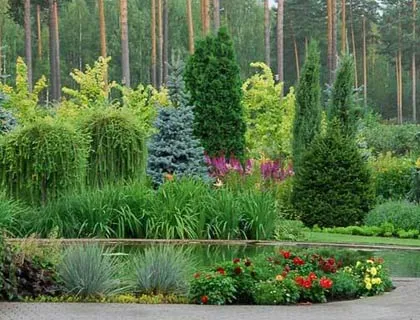 Хвойні в ландшафтному дизайні правила посадки, види і сорти рослин фото (хвойні композиції в ландшафтному дизайні) Хвойні в ландшафтному дизайні правила посадки, види і сорти рослин фото