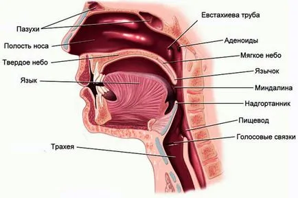 Задній риніт у дітей лікування, симптоми і причини (риніт) Задній риніт у дітей лікування, симптоми і причини