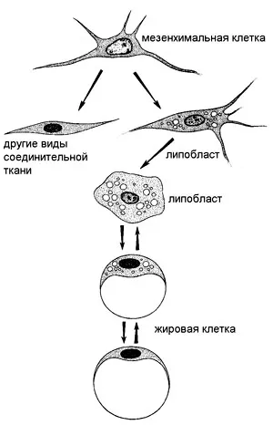 жирові клітини