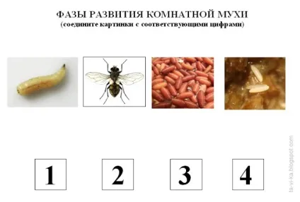 Де зимує муха клуб чомучок (клуб) Де зимує муха клуб чомучок