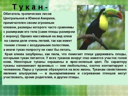 Де мешкає птах тукан чим харчується як виглядає (географія) Де мешкає птах тукан чим харчується як виглядає