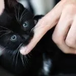 5 Корисних порад як відучити кота або кошеняти кусатися і дряпатися