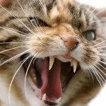 5 Корисних порад як відучити кота або кошеняти кусатися і дряпатися