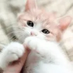 5 Корисних порад як відучити кота або кошеняти кусатися і дряпатися