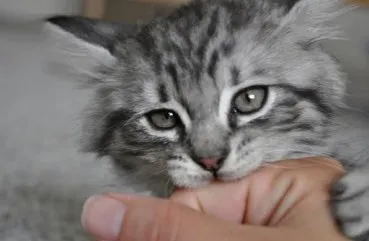 5 Корисних порад як відучити кота або кошеняти кусатися і дряпатися