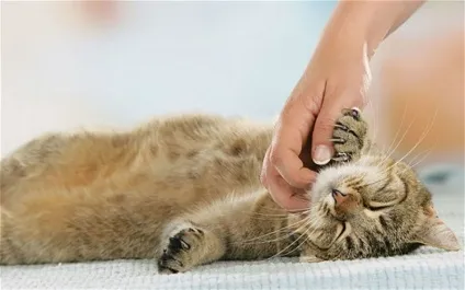 5 Корисних порад як відучити кота або кошеняти кусатися і дряпатися