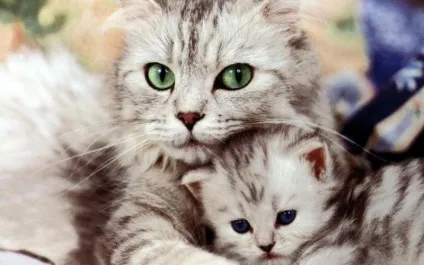 5 Корисних порад як відучити кота або кошеняти кусатися і дряпатися