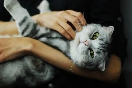 7 Причин, чому кішки просяться на ручки - коти, коте і котики (чому) 7 Причин, чому кішки просяться на ручки - коти, коте і котики