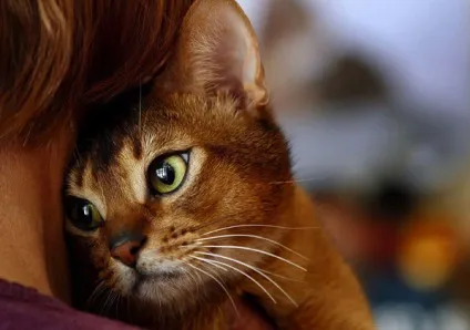 7 Причин, чому кішки просяться на ручки - коти, коте і котики (причин) 7 Причин, чому кішки просяться на ручки - коти, коте і котики