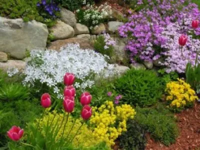 Альпійська гірка на дачній ділянці своїми руками (альпійська гірка дачну ділянку) Альпійська гірка на дачній ділянці своїми руками