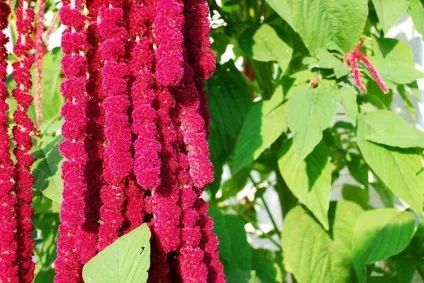 Амарант - рослина, квітуче з червня до самих заморозків