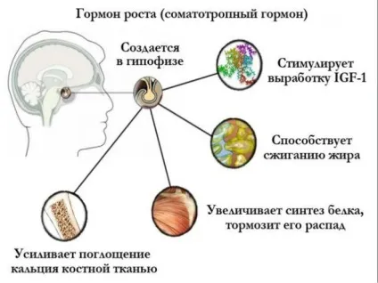 Аденома гіпофіза - симптоми пухлини у жінок і лікування, наслідки (пухлини) Аденома гіпофіза - симптоми пухлини у жінок і лікування, наслідки