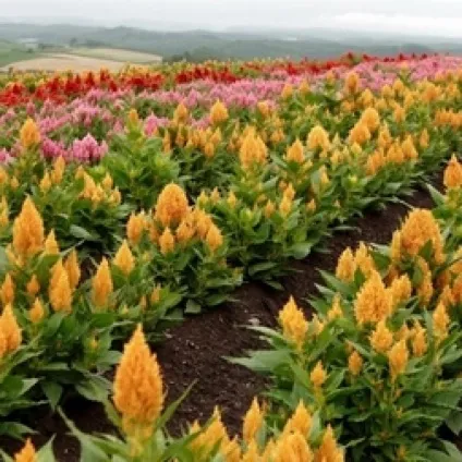 Амарант - рослина, квітуче з червня до самих заморозків