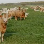 Арабський кінь особливості розведення і догляд - cельхозпортал (типи арабських коней) Арабський кінь особливості розведення і догляд - cельхозпортал