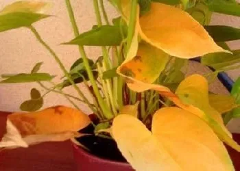 Антуріум як лікувати хвороби листя (хвороби) Антуріум як лікувати хвороби листя