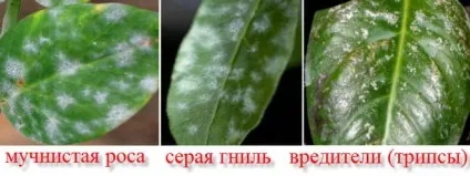 Антуріум як лікувати хвороби листя (антуріум) Антуріум як лікувати хвороби листя