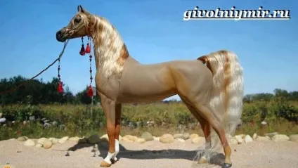 арабський кінь