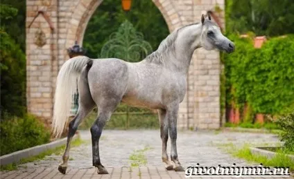 арабський кінь