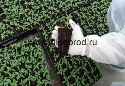 Атлет для розсади помідор інструкція із застосування препарату, фото і відео (помідор) Атлет для розсади помідор інструкція із застосування препарату, фото і відео