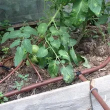 Автополив своїми руками з фото і відео монтажу системи автополиву на дачі (фото) Автополив своїми руками з фото і відео монтажу системи автополиву на дачі