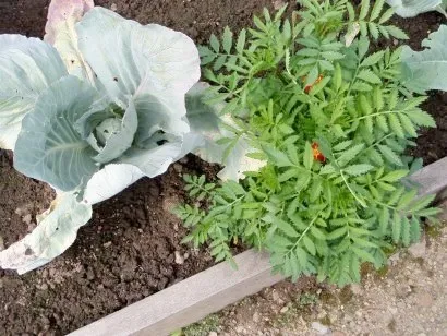 Чорнобривці на городі