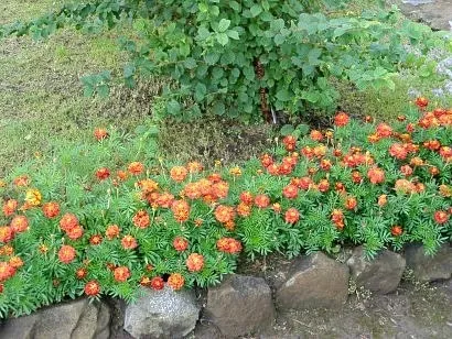 Чорнобривці на городі