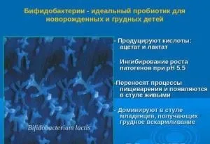 Біфідобактерії і лактобактерії особливості, відмінності і користь для організму (організму) Біфідобактерії і лактобактерії особливості, відмінності і користь для організму